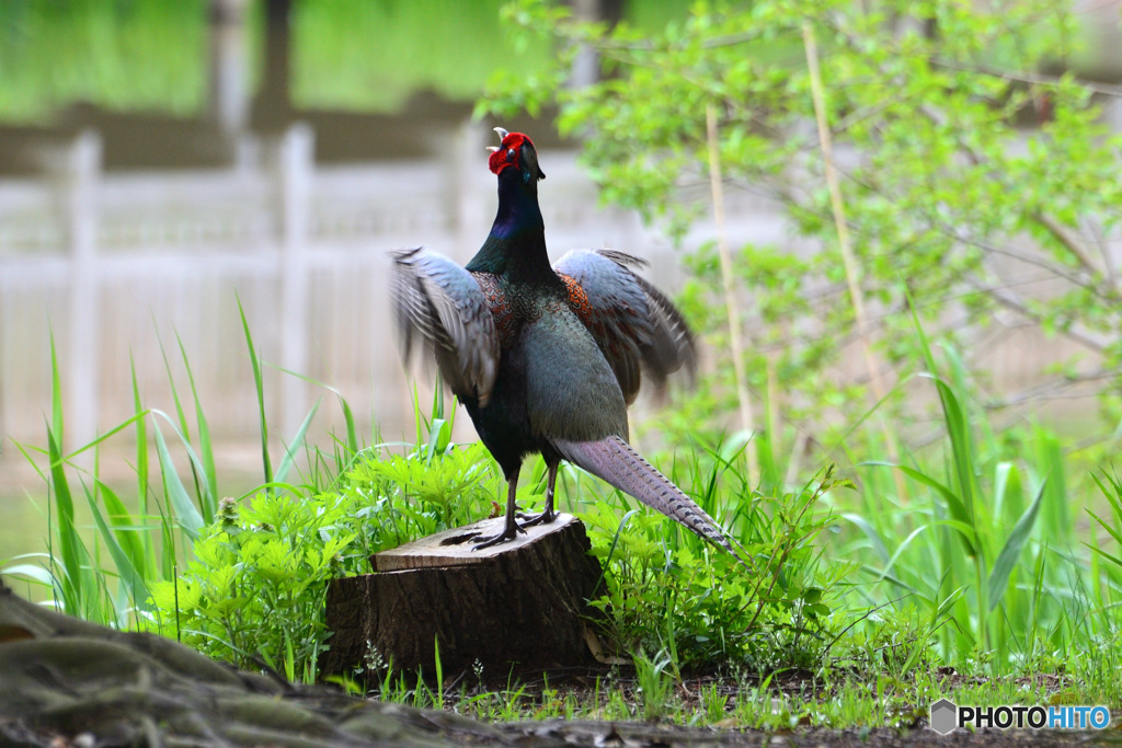 春の雄叫び