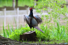 春の雄叫び