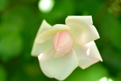 二宮家バラ園にて３