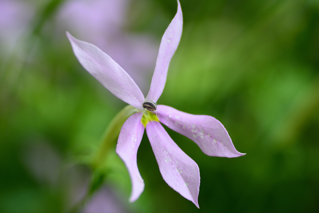 花壇の中で７