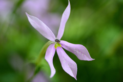 花壇の中で７