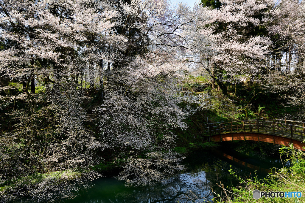 水源の桜３