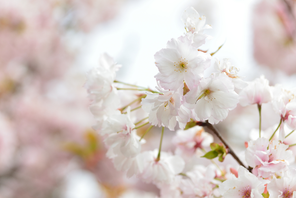 5月の植物園を歩く（サトザクラ・楊貴妃）