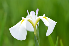 瓢湖のアヤメ３