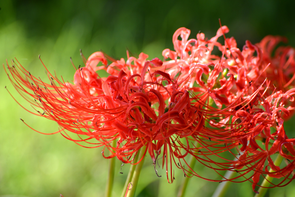 日陰の花の朝１