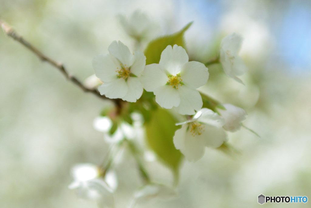 今が盛りと咲きほこる７
