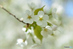 今が盛りと咲きほこる７