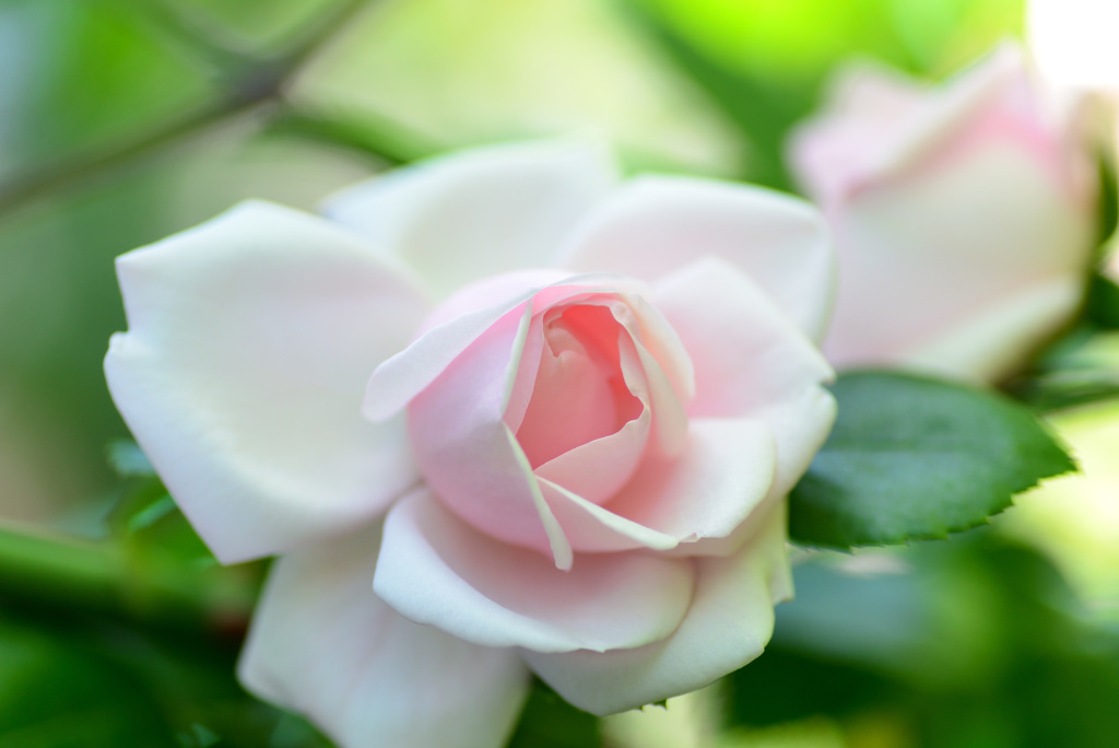 二宮家バラ園にて４