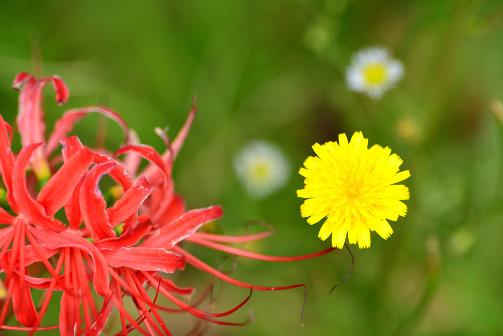木陰の花も色々