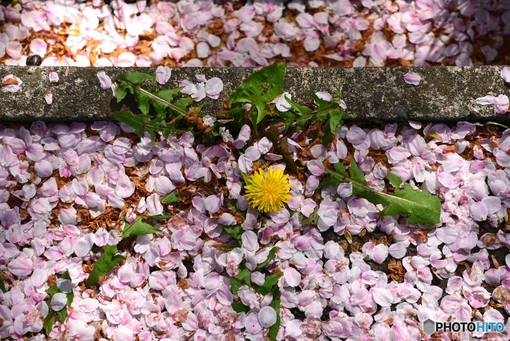 散っても桜は桜１