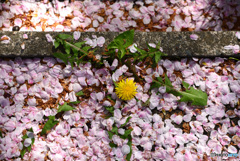 散っても桜は桜１