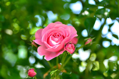 二宮家バラ園にて１