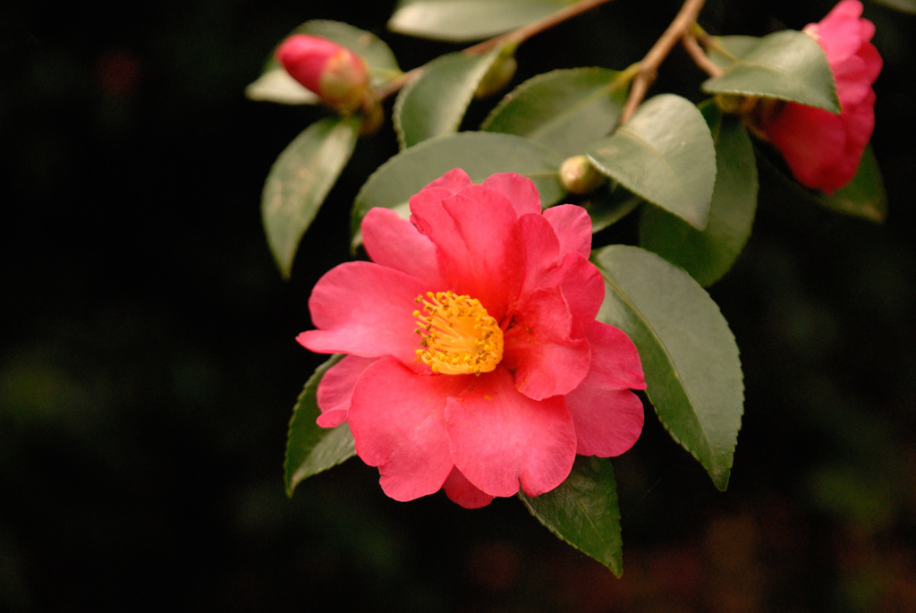 雪なくとも山茶花の季節３