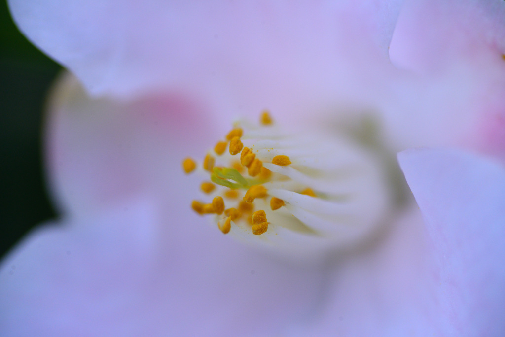 白い花椿