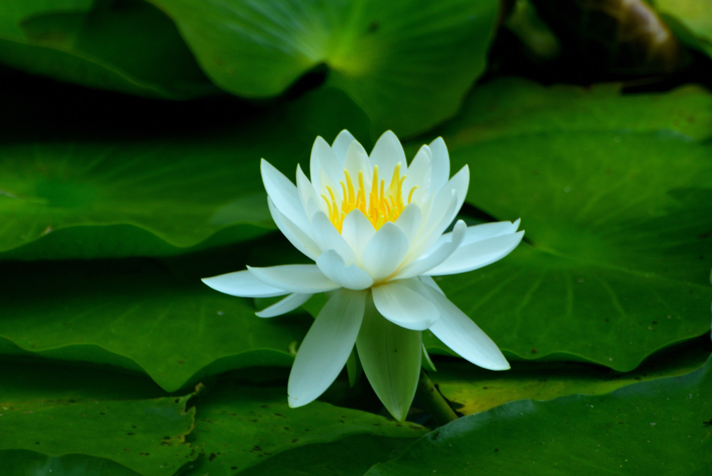 じゅんさい池の睡蓮花３