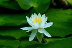 じゅんさい池の睡蓮花３