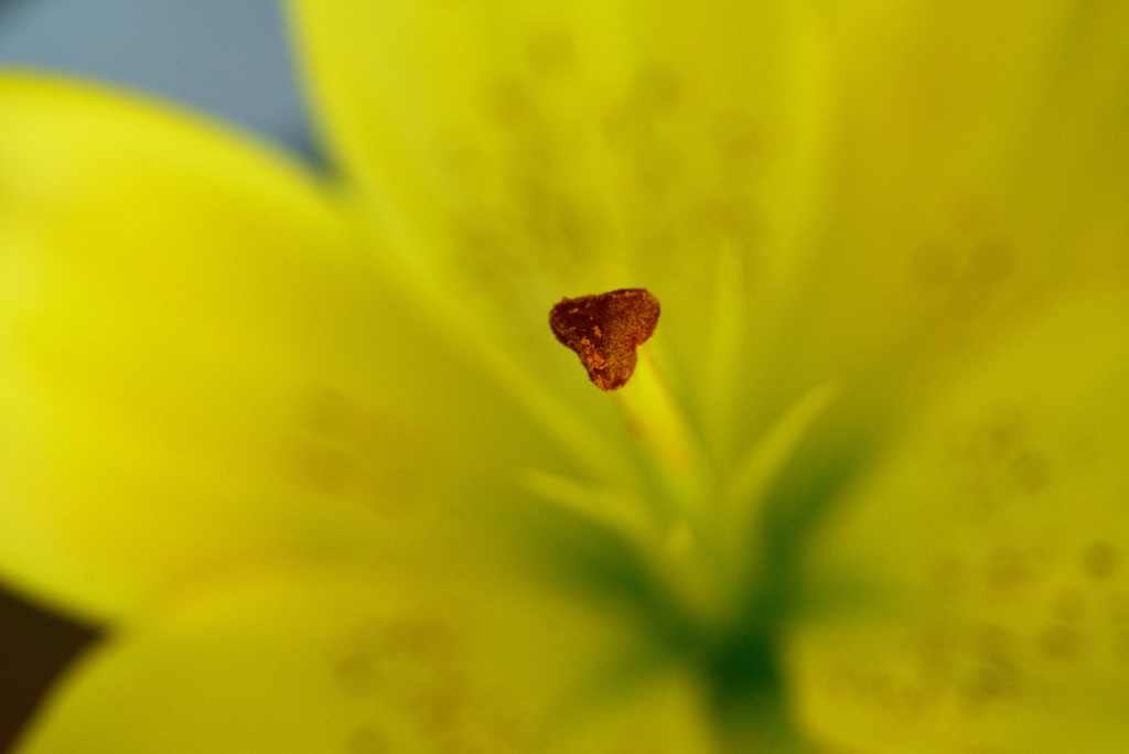 越後うまれのユリ展示会で２