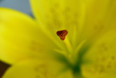 越後うまれのユリ展示会で２