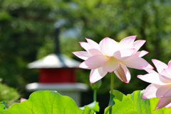炎天に咲きほこる４