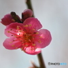 梅の花３