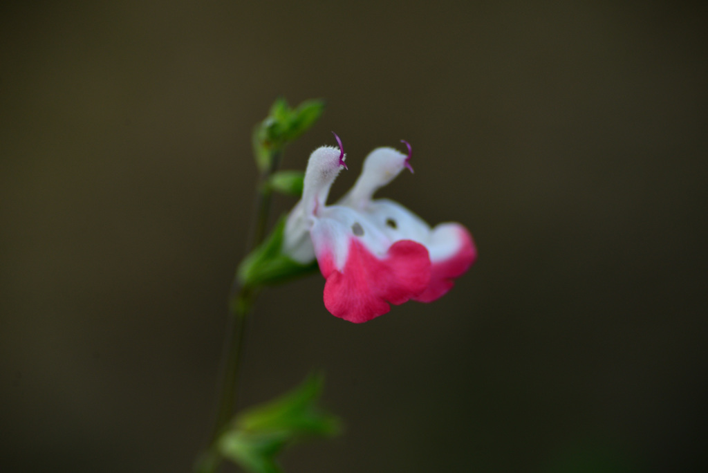 歩道脇の木陰で１