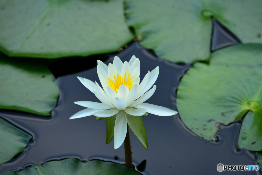 じゅんさい池の睡蓮花６