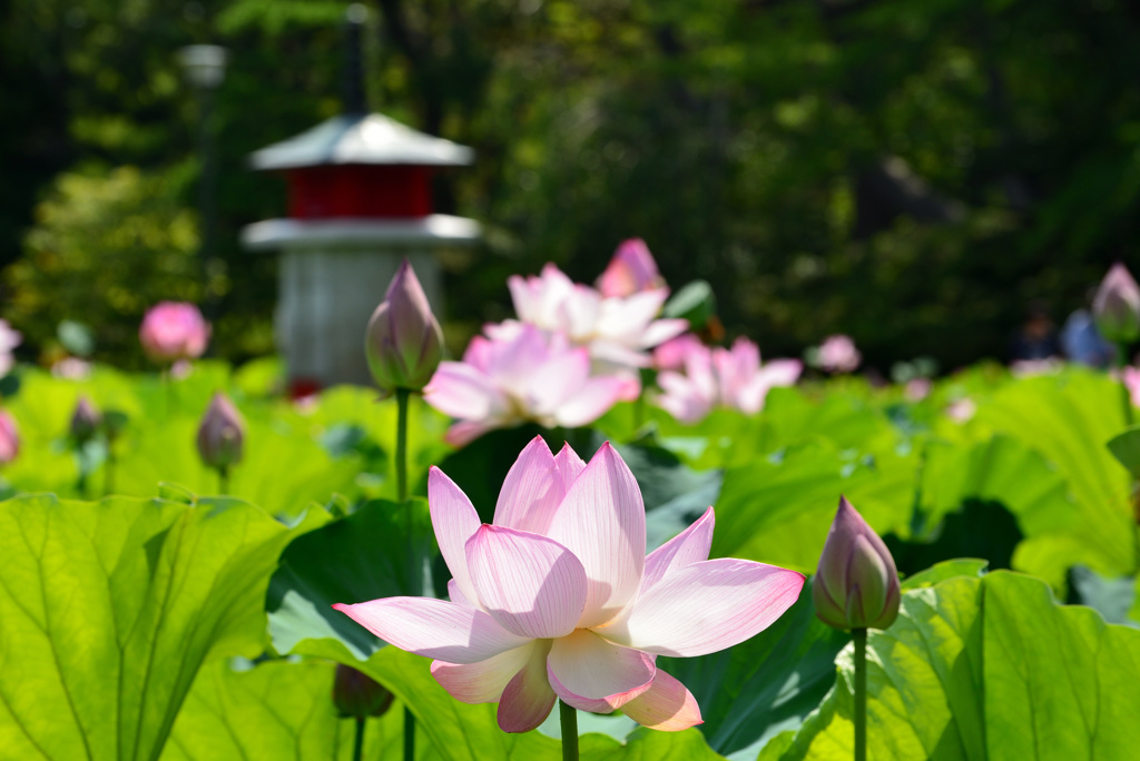 炎天に咲きほこる７