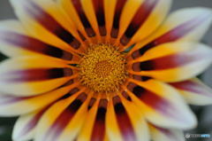 花の記憶と記録の中から１