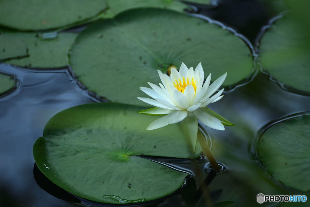 じゅんさい池の睡蓮花５