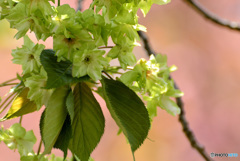 御衣黄桜５