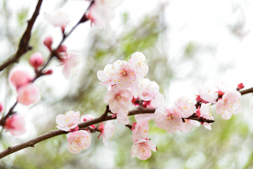 桜にあらず杏（アンズ）咲く
