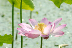 夏の瓢湖で１