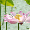 夏の瓢湖で１
