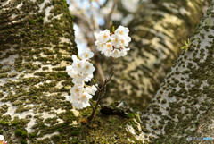 大きな親の小さな子桜