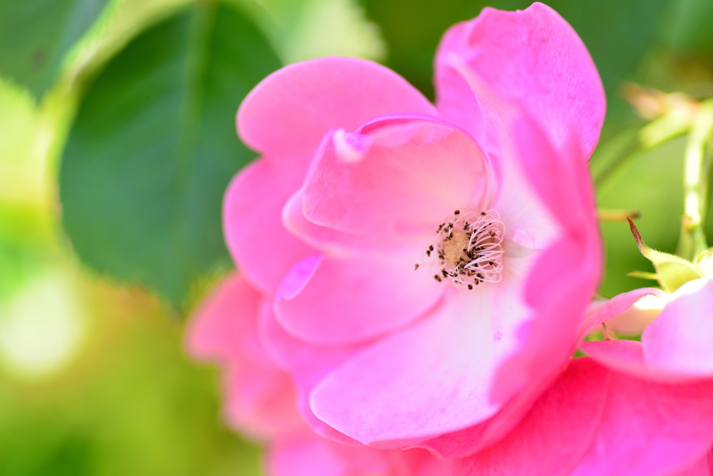 最後の平成六月のバラ６