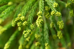 里山を歩く〜花粉症知らずのひと