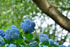 公園歩いてアジサイとハチ、桜にあたる