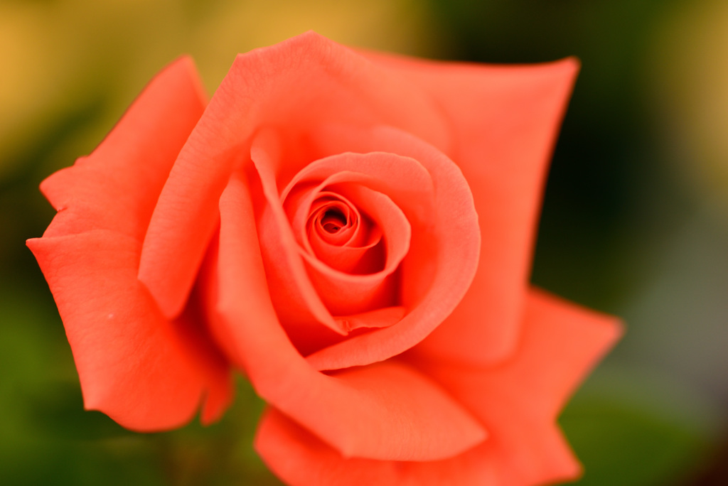 最後の平成六月のバラ８