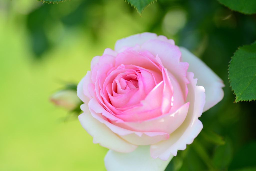 最後の平成六月のバラ５