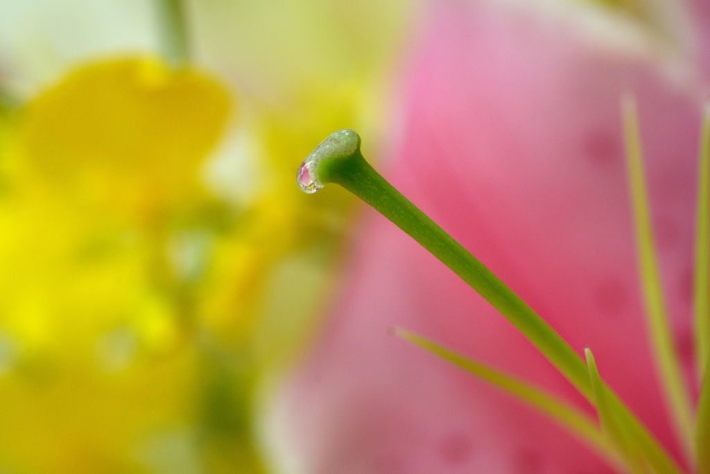 越後うまれのユリ展示会で７
