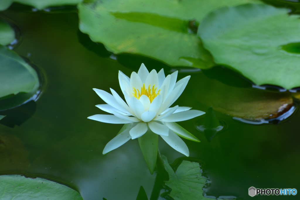 じゅんさい池の睡蓮花７