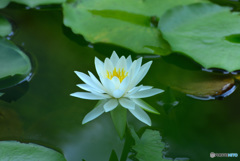 じゅんさい池の睡蓮花７