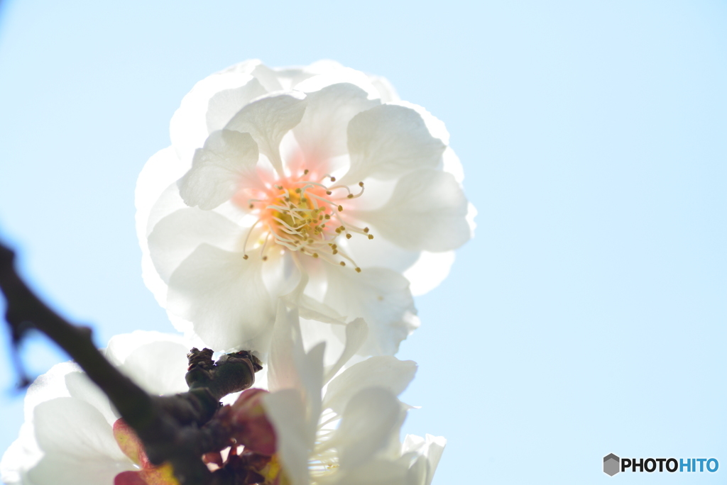 梅の花１
