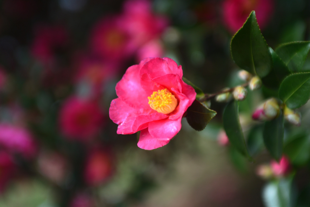 今朝の山茶花２