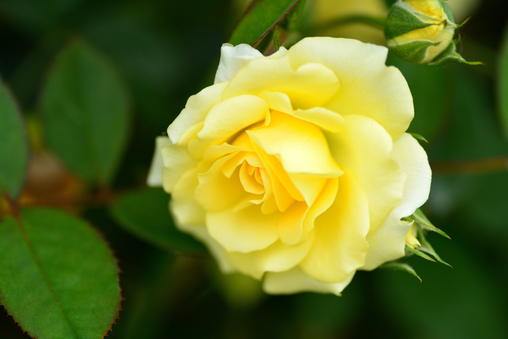 最後の平成六月のバラ３