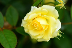 最後の平成六月のバラ３