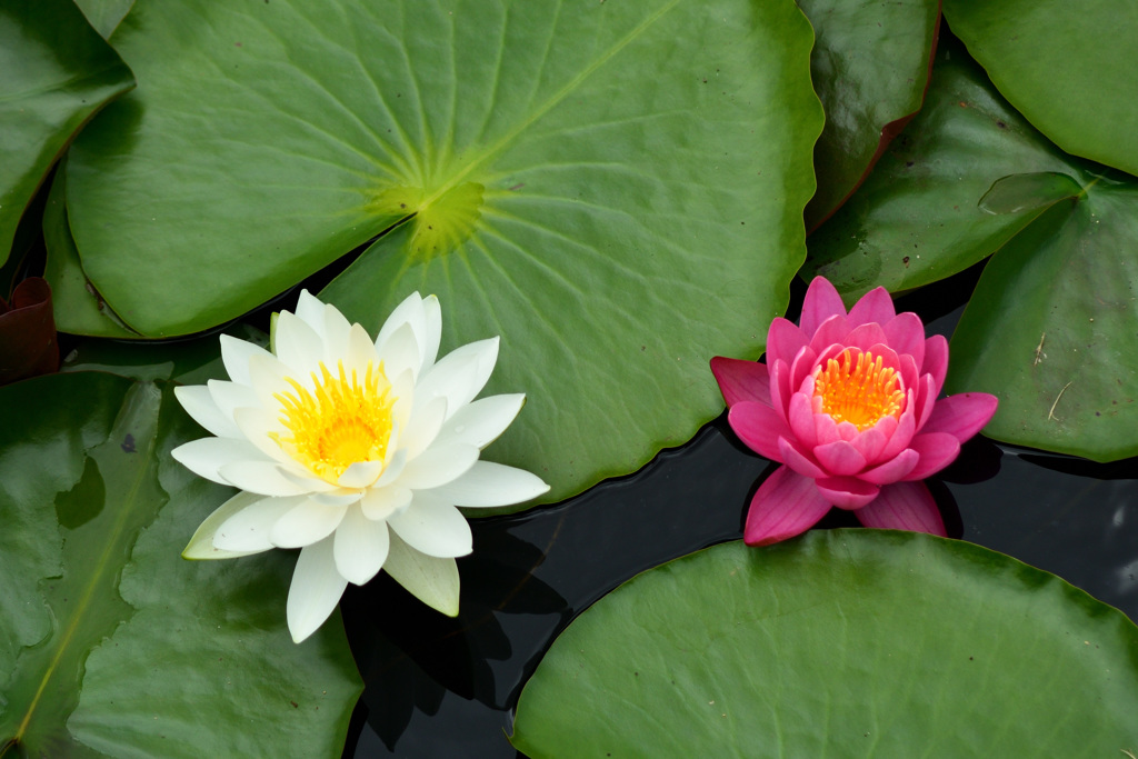 梅雨の晴れ間に植物園を歩く６