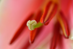 越後うまれのユリ展示会で５