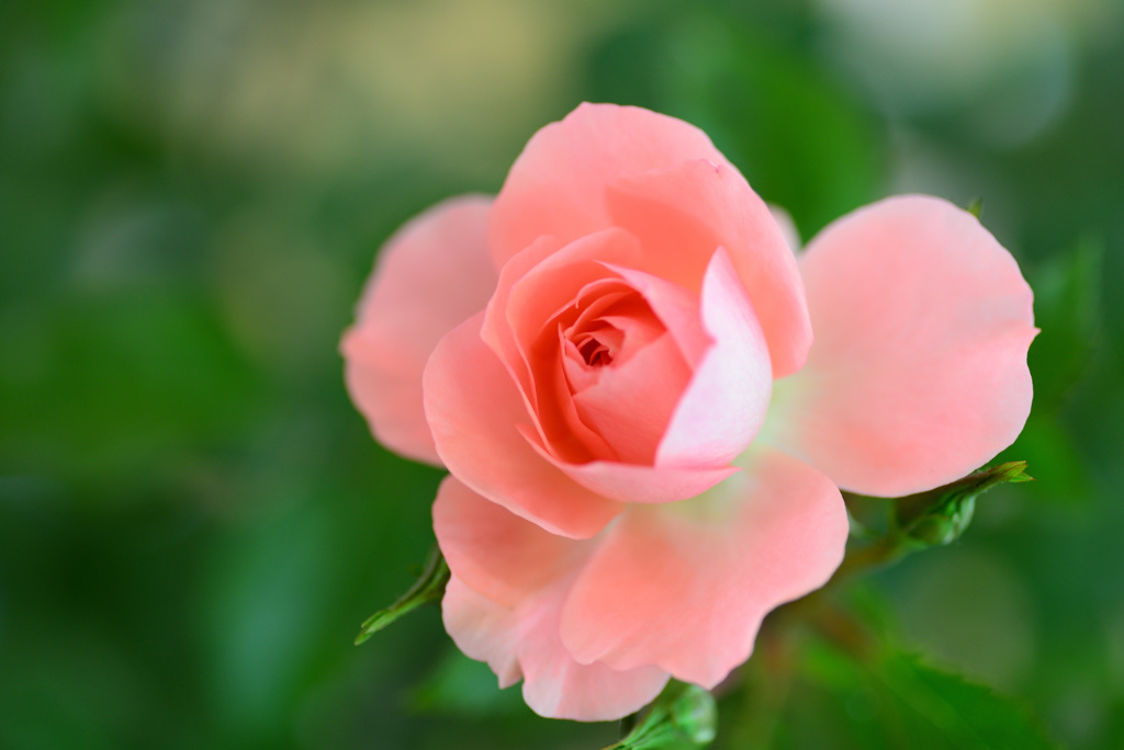 最後の平成六月のバラ９