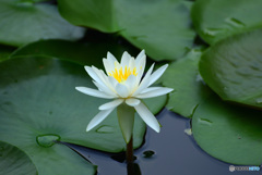 じゅんさい池の睡蓮花２